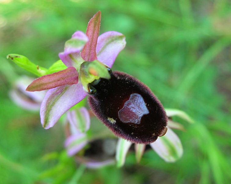 Ophrys bertolonii subsp.benacensis